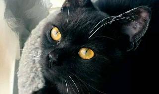 纯黑猫建议养吗 千万不要随便养黑猫