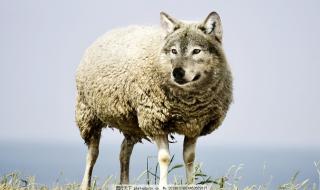 披着羊皮的狼歌曲映山红原唱 披着羊皮的狼dj