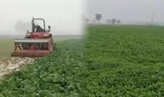 河南的蔬菜为什么那么便宜 媒体评河南蔬菜滞销